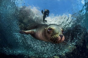 Animals in their Environment部門3位「Baby Sea Lion」（Filippo Borghi）