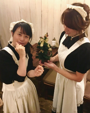 シャッツキステ