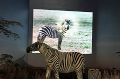 生きものになれる展