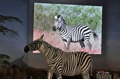 生きものになれる展