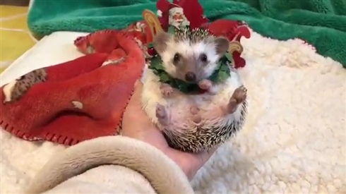 ハリネズミこはぎ