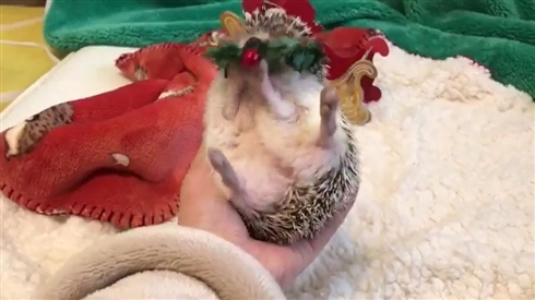 ハリネズミこはぎ