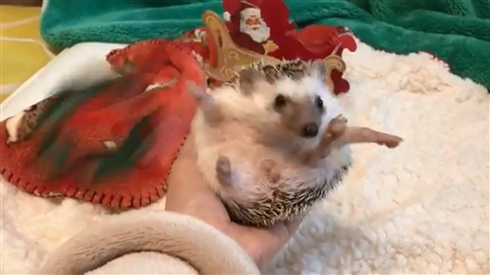 ハリネズミこはぎ