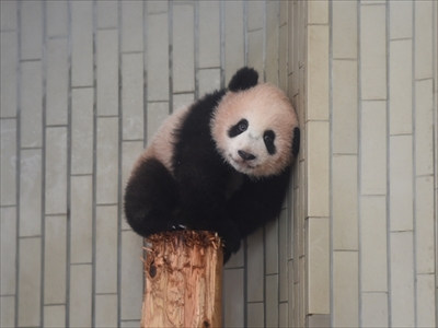 上野動物園シャンシャン
