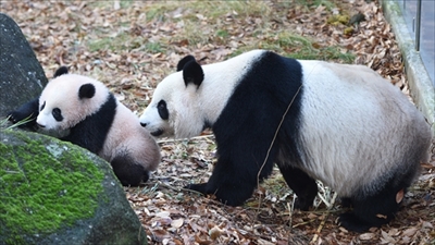 上野動物園シャンシャン