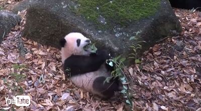 上野動物園シャンシャン