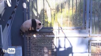 上野動物園シャンシャン