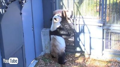 上野動物園シャンシャン