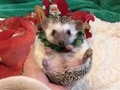 ハリネズミさん「クリスマスとか付き合ってられません」とかわいく暴走　首のリースをポイッ