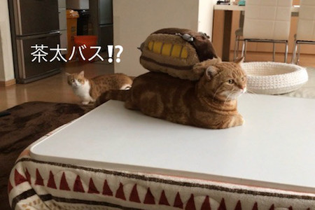 ネコバス