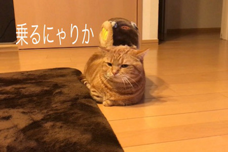 ネコバス