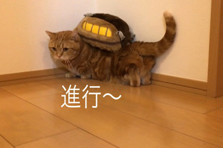 ネコバス