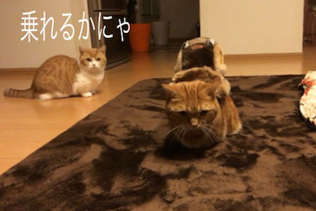 ネコバス