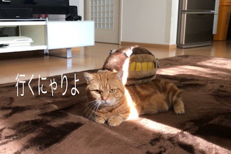 ネコバス