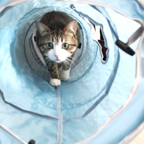 アメブロ　猫のすずめちゃん