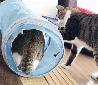 アメブロ　猫のすずめちゃん