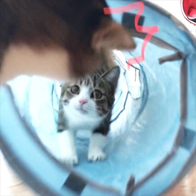 アメブロ　猫のすずめちゃん