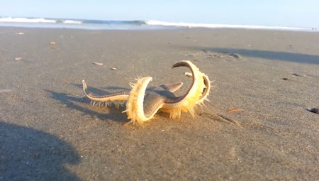 ヒトデ