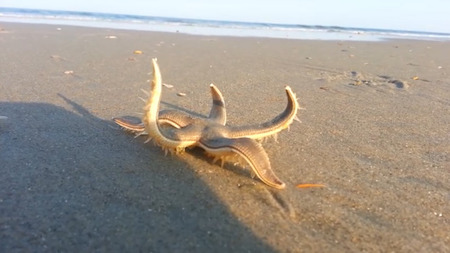 ヒトデ