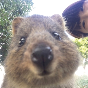 クアッカワラビークリップポーチ