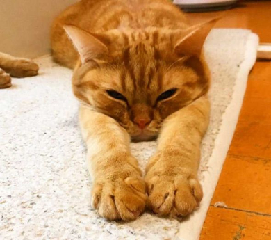 猫 家族 並ぶ ファミリー Instagram