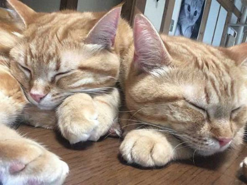 猫 家族 並ぶ ファミリー Instagram