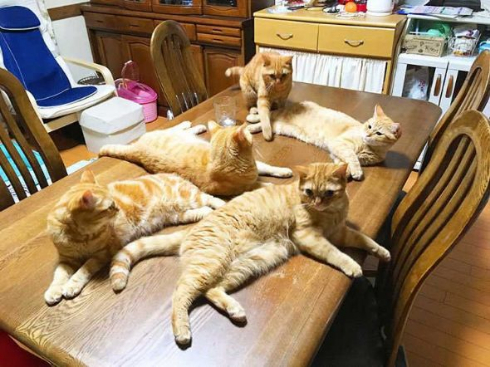 猫 家族 並ぶ ファミリー Instagram