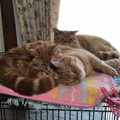 猫 家族 並ぶ ファミリー Instagram