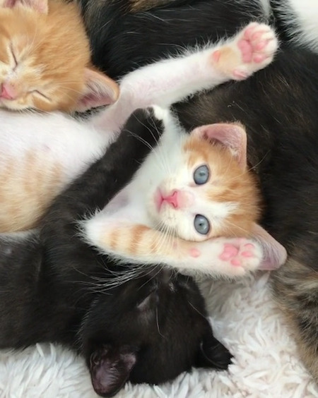 子猫