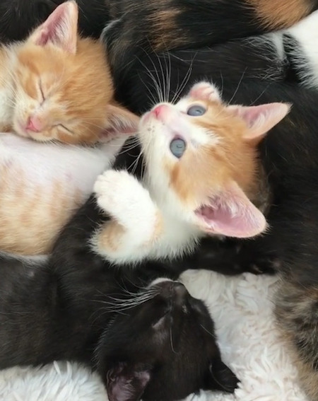 子猫