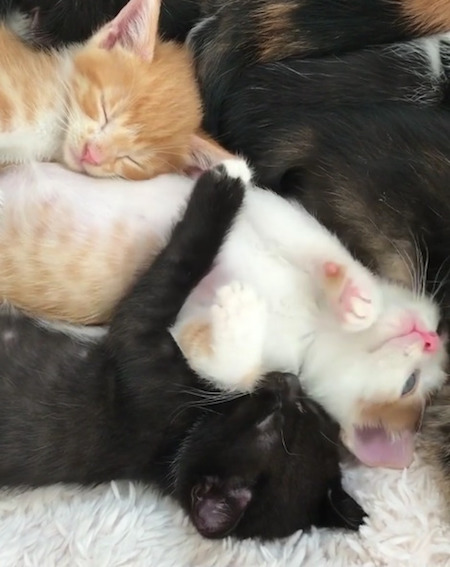 子猫