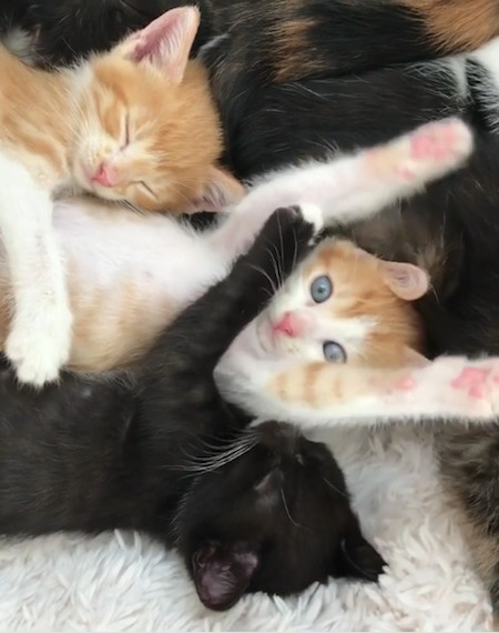 子猫