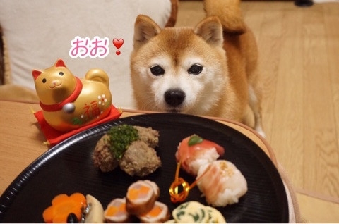 豆柴こむぎの部屋