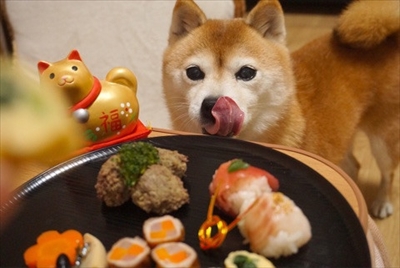 豆柴こむぎの部屋