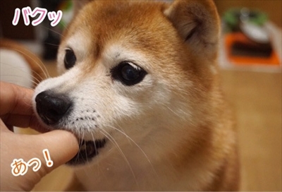 豆柴こむぎの部屋