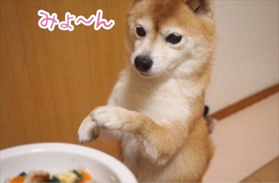 豆柴こむぎの部屋