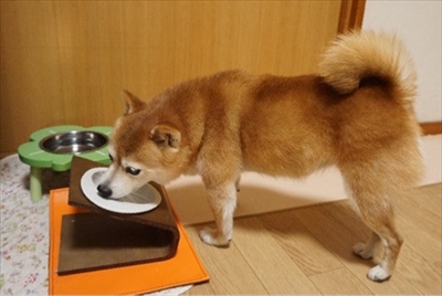 豆柴こむぎの部屋