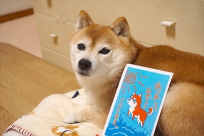 豆柴こむぎの部屋