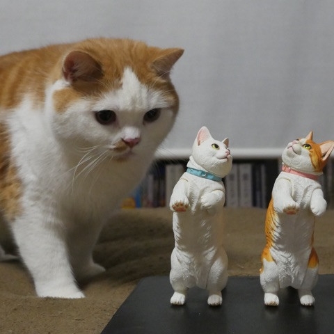 マンチカンズと仲間たち