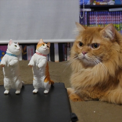 マンチカンズと仲間たち