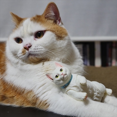 マンチカンズと仲間たち