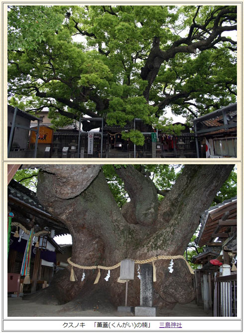 「御神木に硬貨を差し込むさい銭のやり方」が物議