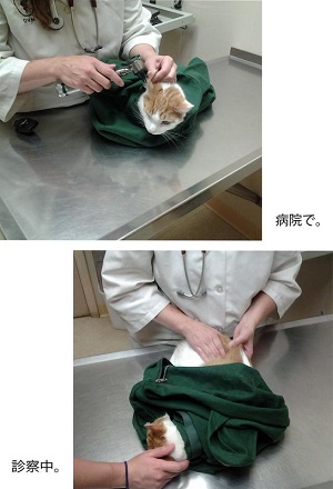 ネコのお守り袋