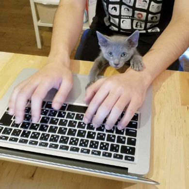 敏腕 凄腕 トレーダー 猫 子猫 成長