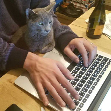 敏腕 凄腕 トレーダー 猫 子猫 成長