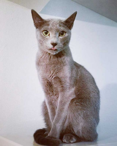 敏腕 凄腕 トレーダー 猫 子猫 成長