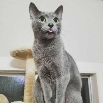 敏腕 凄腕 トレーダー 猫 子猫 成長