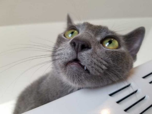 敏腕 凄腕 トレーダー 猫 子猫 成長