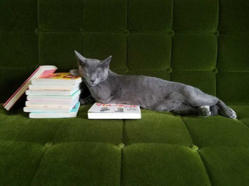 敏腕 凄腕 トレーダー 猫 子猫 成長