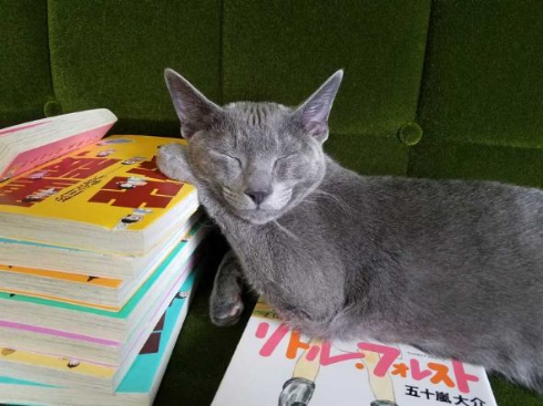 敏腕 凄腕 トレーダー 猫 子猫 成長